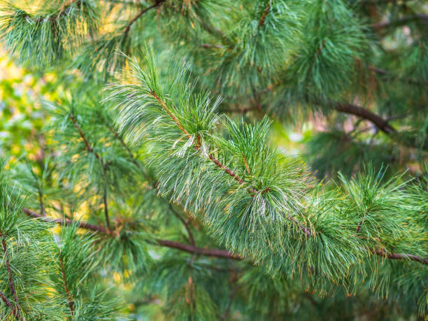 istock Cedar branches with long fluffy needles with a beautiful blurry background. 1320821156