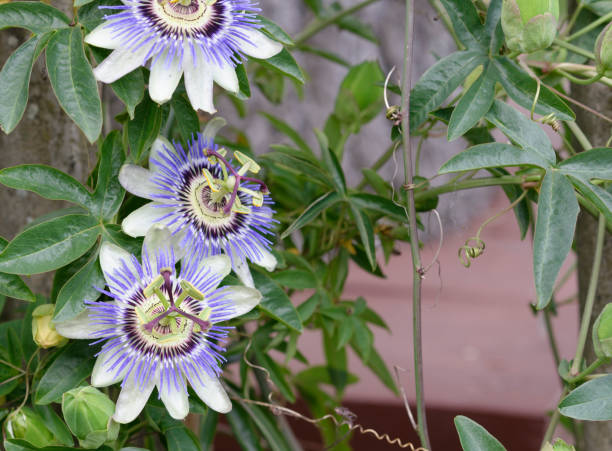 passion flower detail of passion flower in a meadow passion flower stock pictures, royalty-free photos & images