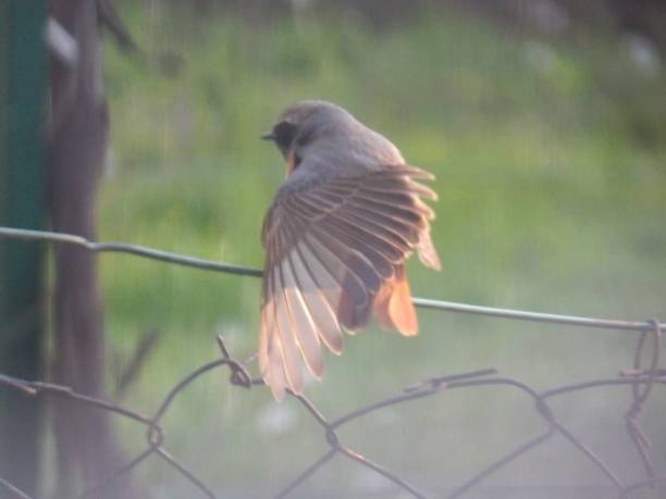 istock a small bird on a fence 1320823419