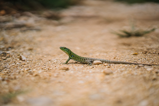 The green and black lizard stops and looks at camera