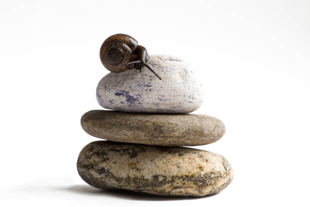 Grapevine snail on stack of spa stones against white background.