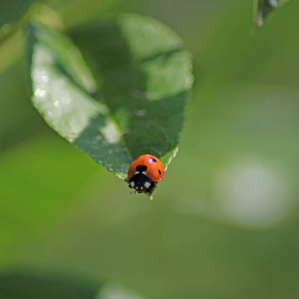 istock Close-up of a ladybug on a leaf 1320824759