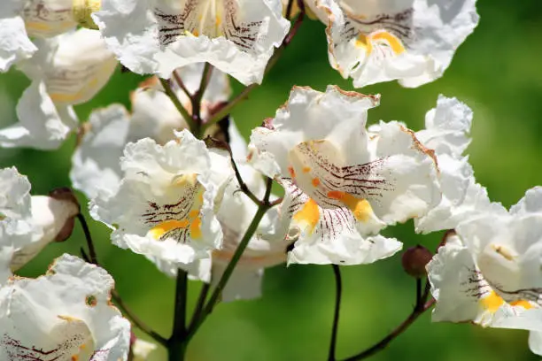 Close-up of the flower of Catalpa bignonioides