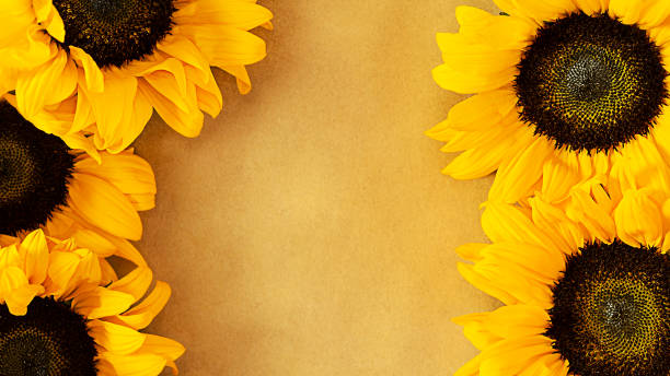 sunflowers on  brown background Large yellow flowers sunflowers on kraft brown background top view with copy space single flower flower autumn pumpkin stock pictures, royalty-free photos & images
