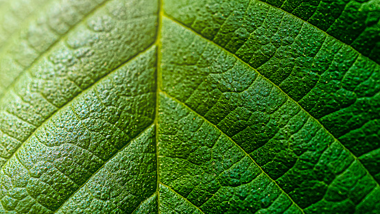 Green macro leaf of a tree, natural green background with sun glare