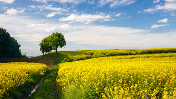istock idyllic landscape of blooming yellow rape fields, lonely tree, meadow 1320825979
