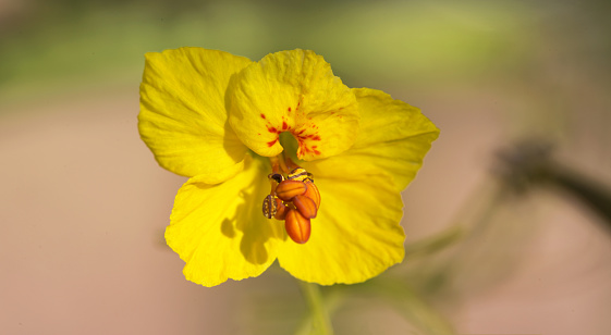 Golden Palo Verde tree flower in close up