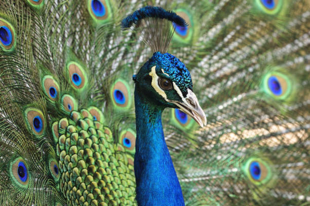 istock Display of courtship plumage in peacock portrait 1320826825