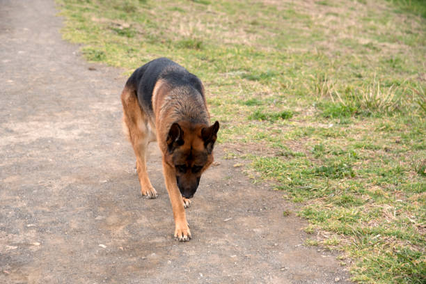 istock German shepherd dog walking at the park 1320826899