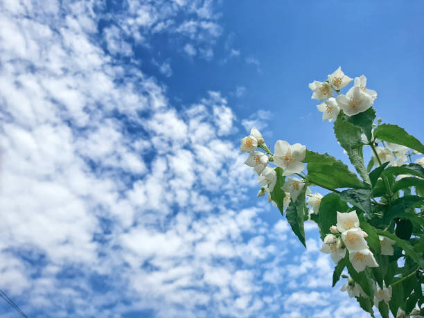 White flowers against the sky
