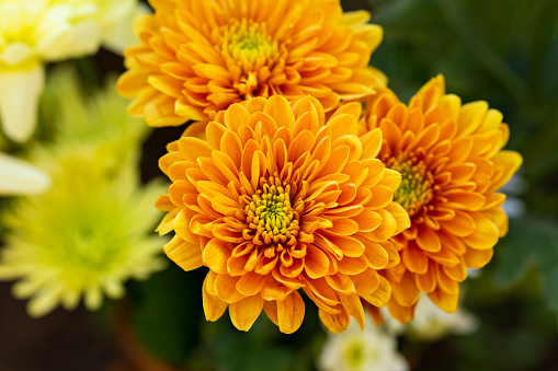 flores de crisantemo naranja y amarillo como fondo photo