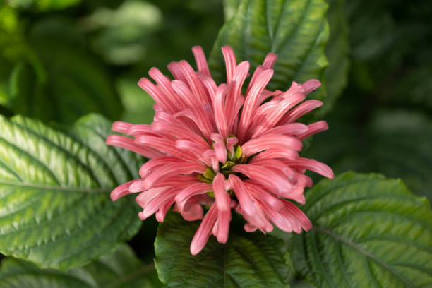 Justicia carnea or Brazilian Plume flower (Flamingo Flower, Jacobinia), family: Acanthaceae, region: Brazil
