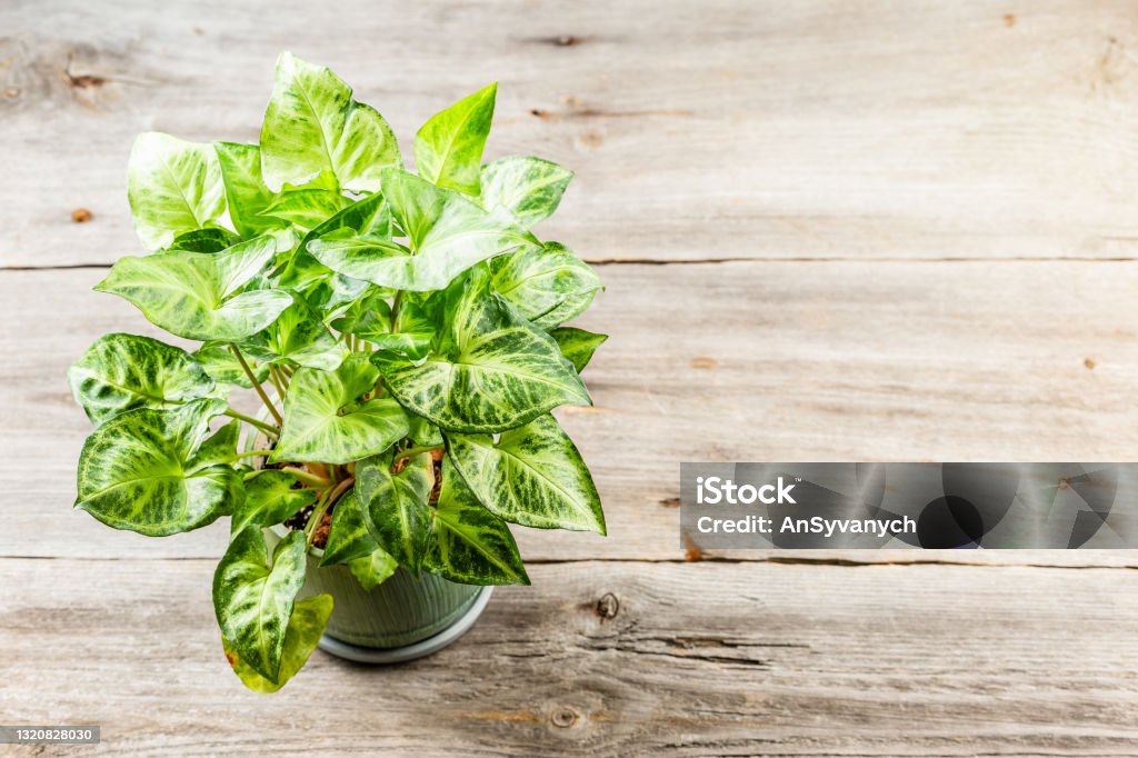 Green leaves Syngonium podophyllum on wooden table Green leaves Syngonium podophyllum close-up. Arrow head potted plant. Indoor urban jungle garden house. Arrowhead Stock Photo