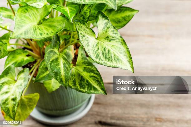 Green Leaves Syngonium Podophyllum On Wooden Table Stock Photo - Download Image Now - Arrowhead, Arum Family, Backgrounds