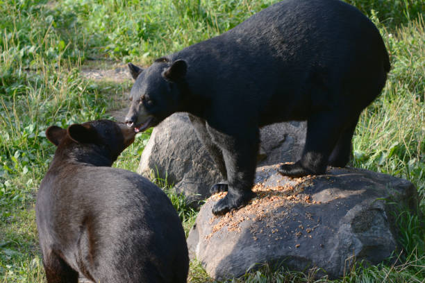 istock Young Black Bears Interacting At Wildlife Sanctuary 1320829153