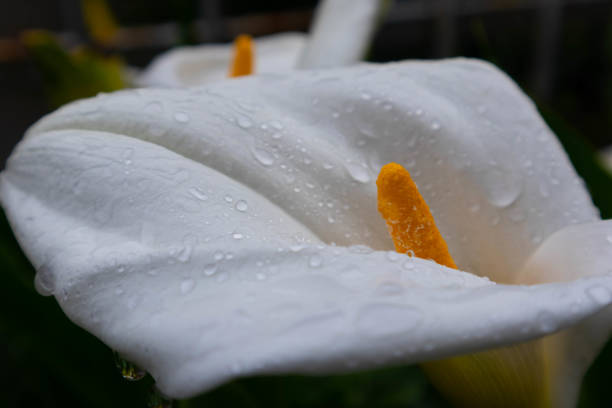 istock white calla flowers on dark and unfocused background 1320829350
