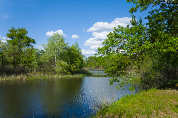 istock small river with forest on the coast, natural countryside landscape 1320830384