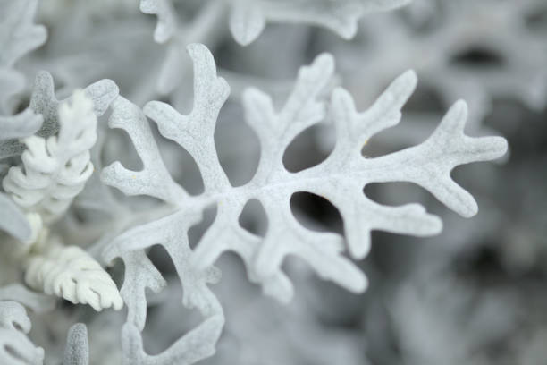 istock natural macro floral background with silver leaves Jacobaea maritima, commonly known as silver ragwort 1320830607
