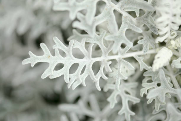 istock natural macro floral background with silver leaves Jacobaea maritima, commonly known as silver ragwort 1320830609