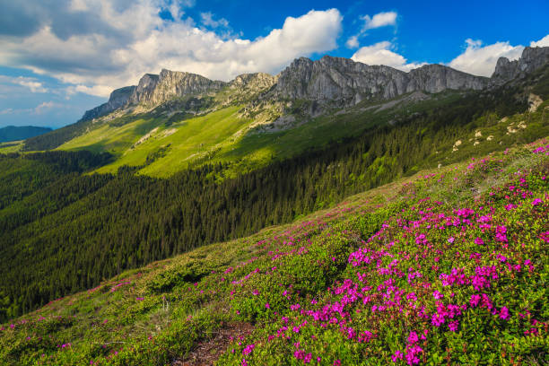 istock Summer mountain scenery with rhododendron flowers, Bucegi mountains, Carpathians, Romania 1320831744