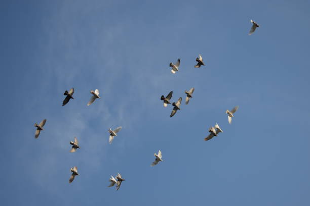 Flying pigeons A caravan of flying pigeons with a blue sky background. pigeon photos stock pictures, royalty-free photos & images