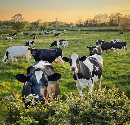 Dairy cows graze summer meadow in Southern England on a summer evening. South Downs, UK