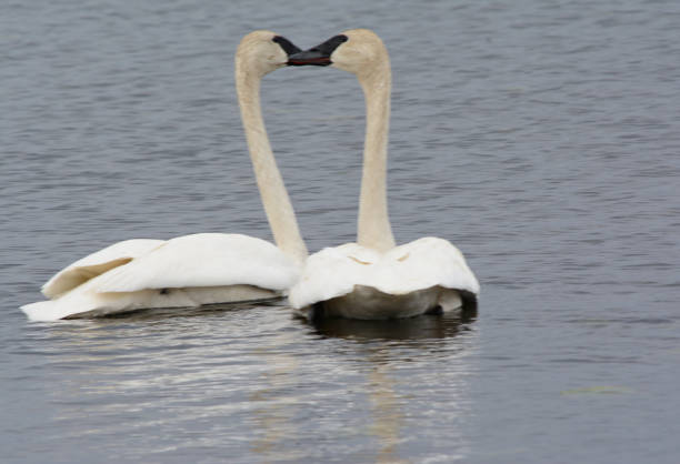 istock Trumpeter Swans Connecting On A Tranquil Lake 1320832923