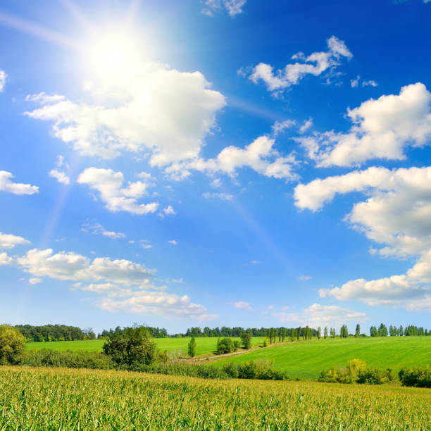 istock Corn field and sun on sky with beautiful clouds 1320833099