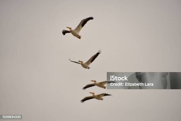 The Flying Pelicans Stock Photo - Download Image Now - National Wildlife Reserve, Stillwater - Nevada, American White Pelican