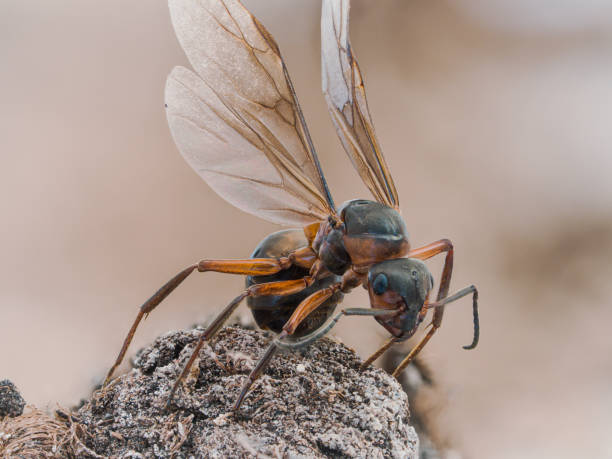 Macro shot of a winged ant queen.