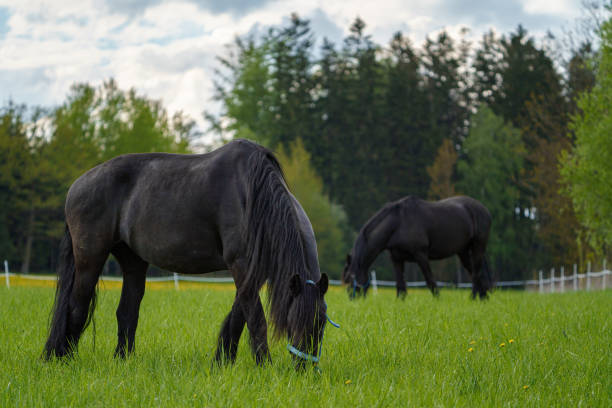 牧草地の黒いフリージアン馬。 - horse black stallion friesian horse ストックフォトと画像