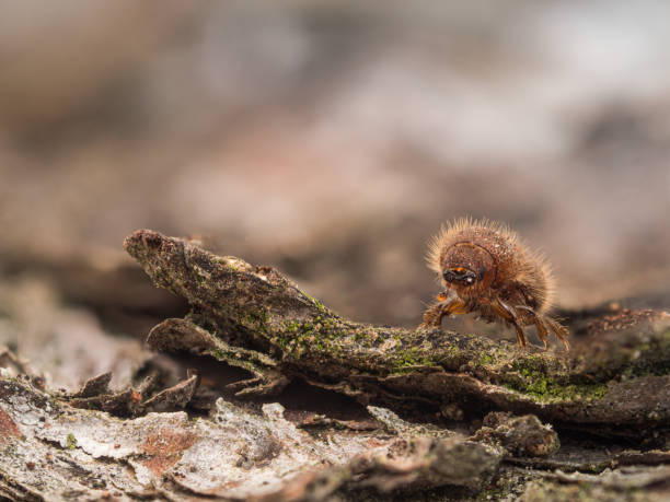 istock Detailed close-up of a bark beetle sitting on tree bark. 1320834441