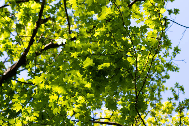 istock green foliage of tree crowns 1320834531