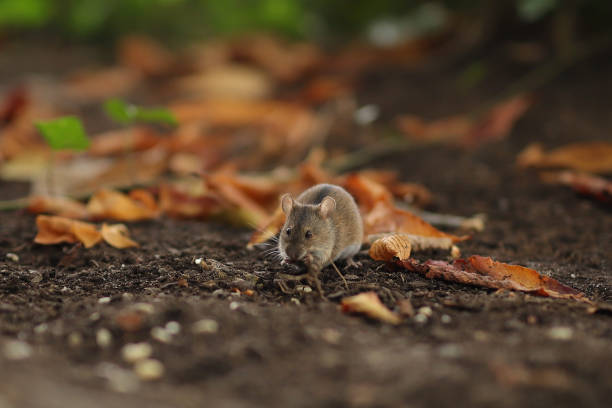 Mouse Wildlife wild mouse stock pictures, royalty-free photos & images