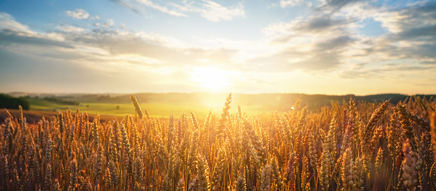 Natural rural summer panoramic landscape. Field of ripe golden wheat in rays of sunlight at sunset against background of sky with clouds.