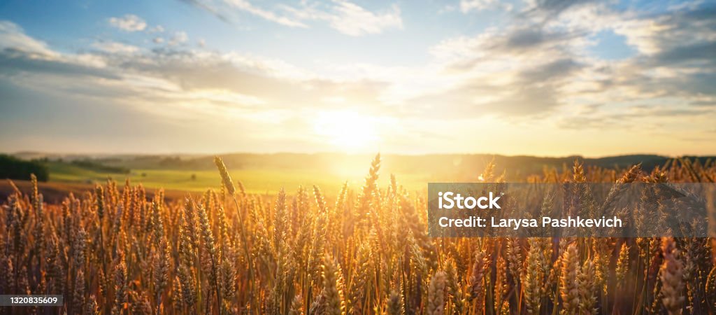 Field of ripe golden wheat in rays of sunlight at sunset against background of sky with clouds. Natural rural summer panoramic landscape. Field of ripe golden wheat in rays of sunlight at sunset against background of sky with clouds. Wheat Stock Photo
