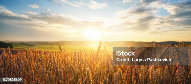 Field Of Ripe Golden Wheat In Rays Of Sunlight At Sunset Against Background Of Sky With Clouds Stock Photo - Download Image Now