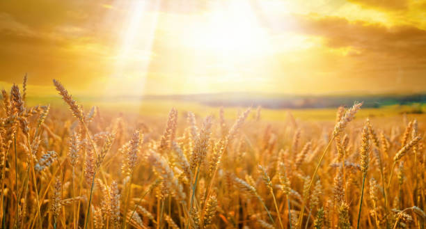 구름이 있는 하늘의 배경에 대한 일몰에 햇빛의 광선에 잘 익은 황금 밀의 필드. - composition selective focus wheat field 뉴스 사진 이미지