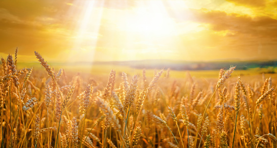 Natural rural summer landscape. Field of ripe golden wheat in rays of sunlight at sunset against background of sky with clouds.