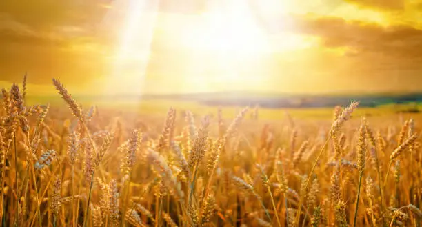 Photo of Field of ripe golden wheat in rays of sunlight at sunset against background of sky with clouds.