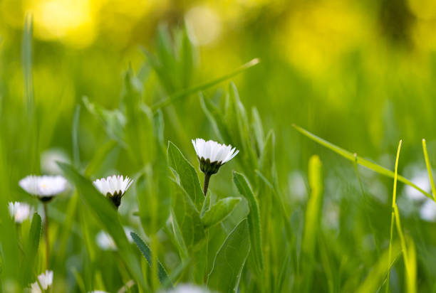 white daisies in green grass on a sunny day in spring