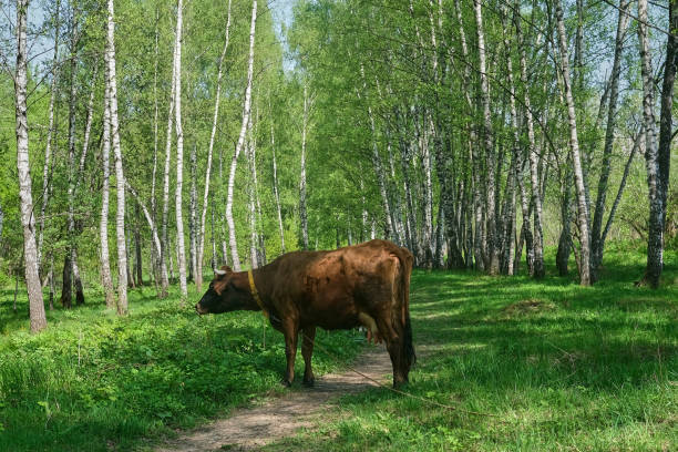 istock One cow stands on a path in a birch forest on a sunny day 1320837064