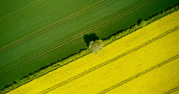 Aerial view, yellow rape field blossom