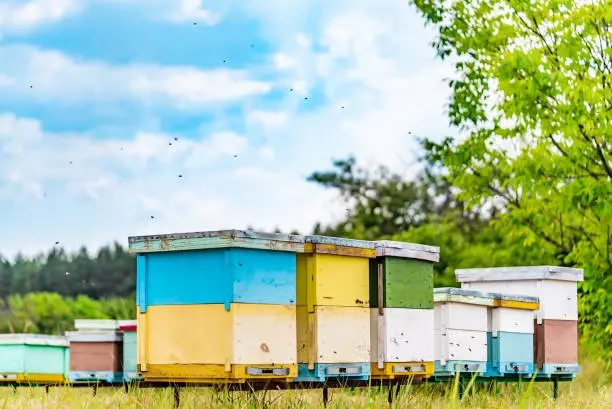 Beehives on the beautiful landscapes. Bees flying around beehives.