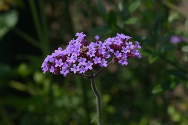 istock Purpletop vervain flowers. 1320842113