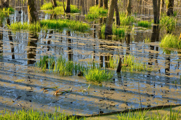 Flooded trees and grass, reflection of blue sky in forest water of swamp in spring.Poland in May.Horizontal view.