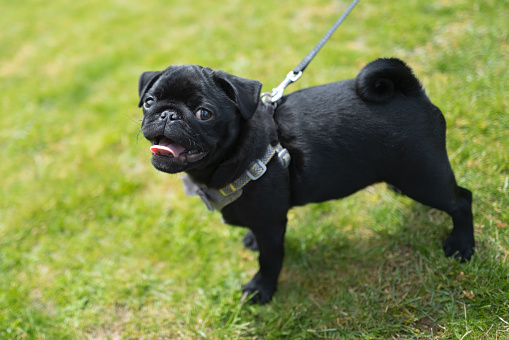 Adorable black puppy pug dog portrait. He is wearing a harness and lead. He is outside on grass looking at the camera.