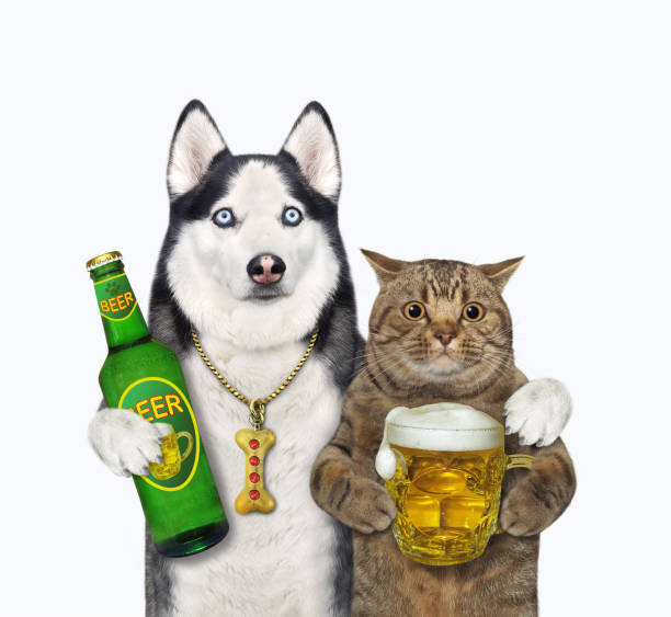 istock Dog husky with cat drink beer 1320845652