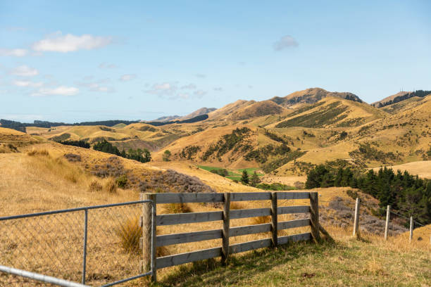wiejskie suche pola uprawne i wzgórza w dzielnicy marlborough w nowej zelandii - marlborough region zdjęcia i obrazy z banku zdjęć