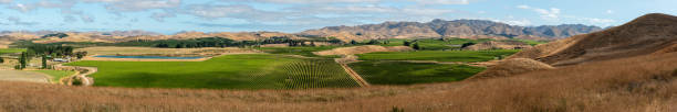 słynne winnice marlborough sounds, nowa zelandia - marlborough region zdjęcia i obrazy z banku zdjęć